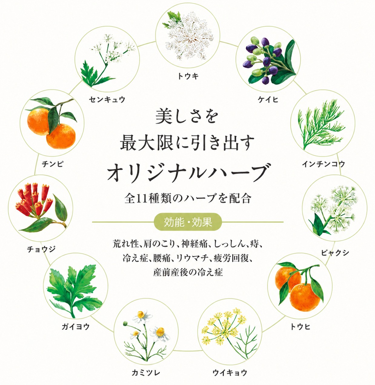 厳選したハーブ